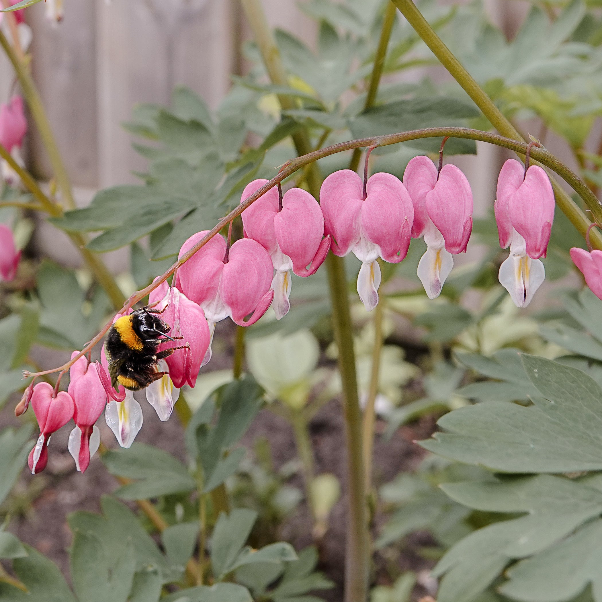Hoe krijg je die vrolijk zoemende hommels en bijen in je tuin op bezoek?