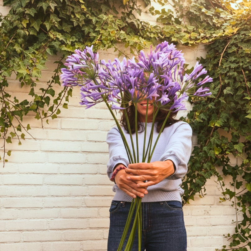 Agapanthus verzorgen – snoeien, overwinteren & planten tips