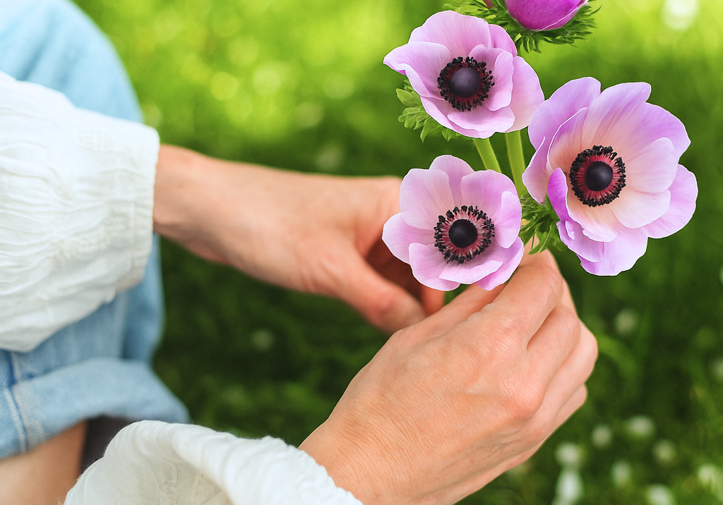 Anemonen verzorgen – alles wat je moet weten over planten, overwinteren en verzorging