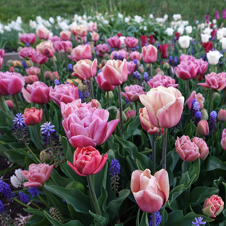 Voorjaarsbollen in etages planten