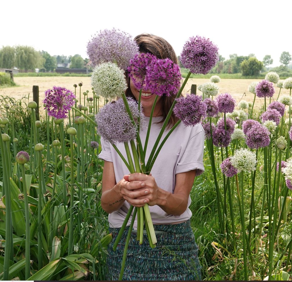 De zoektocht naar de perfecte allium