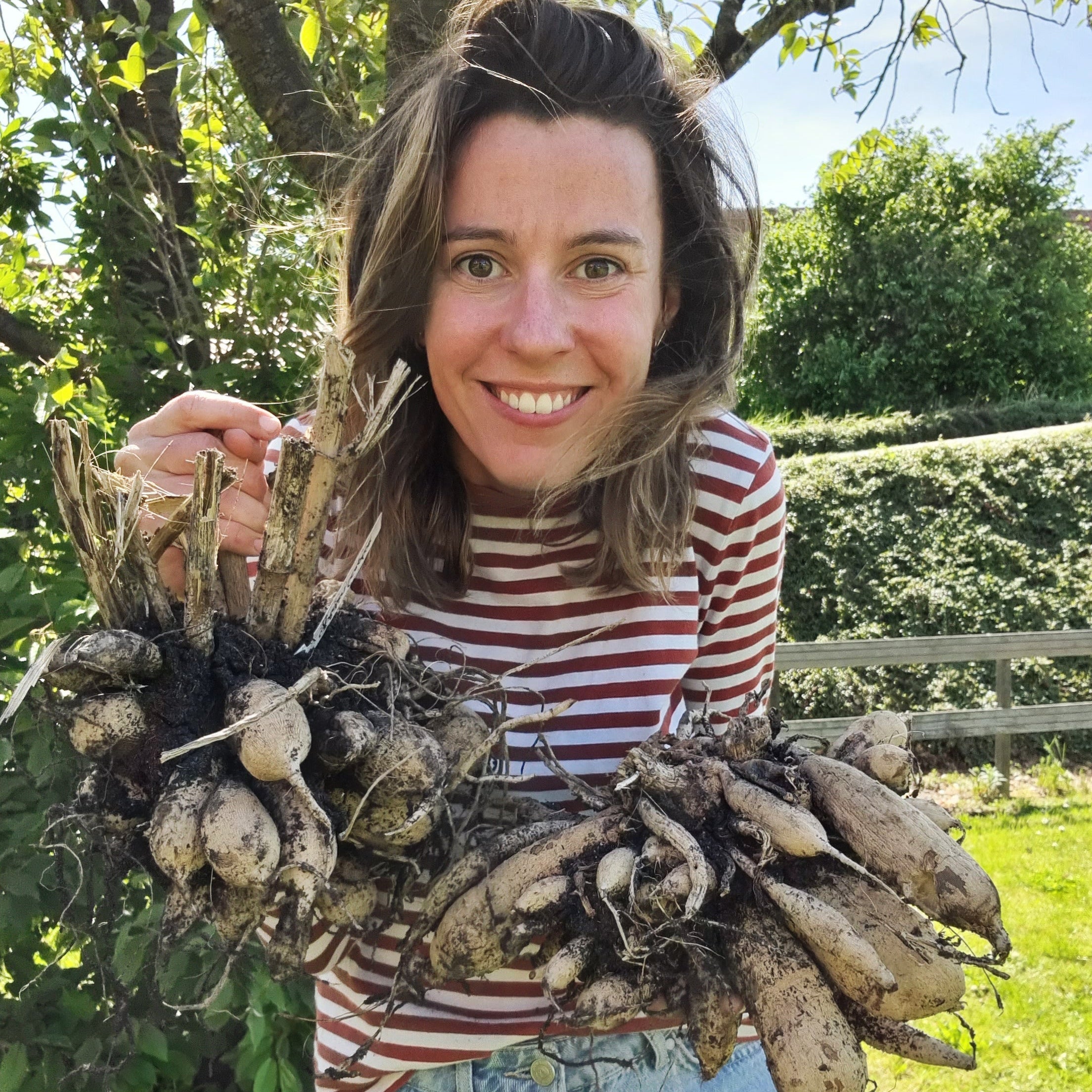 Dahlia’s planten, al mijn tips en tricks