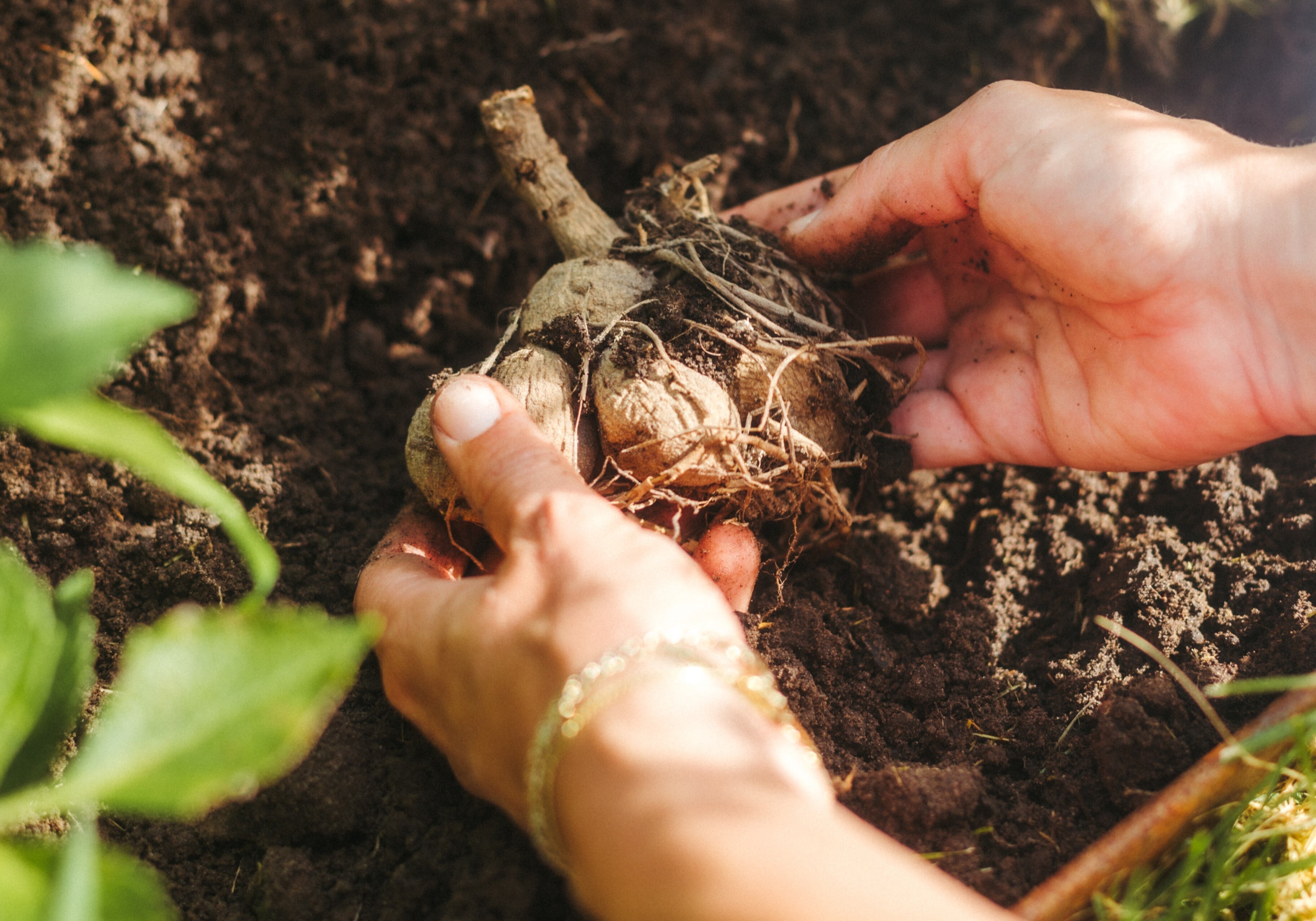 Dahlia planten – stap voor stap naar een zomer vol bloemen