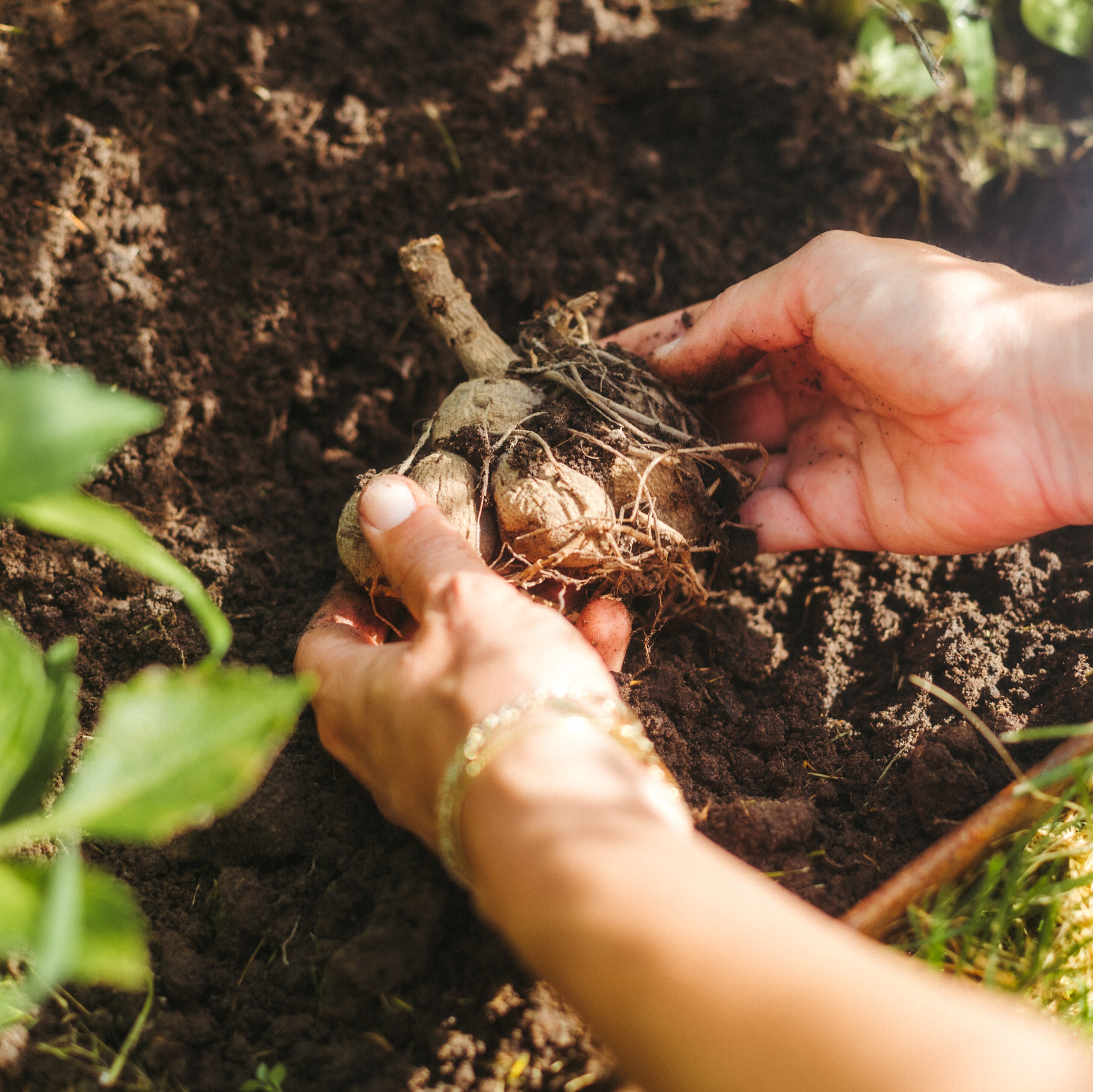 Dahlia planten – stap voor stap naar een zomer vol bloemen
