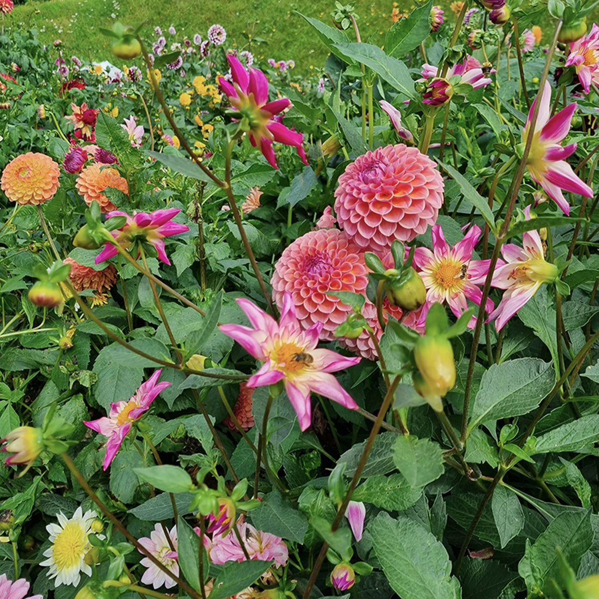 Spelen met de natuur