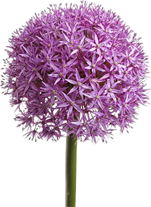 Allium