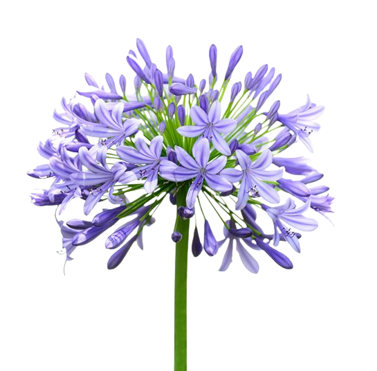 Agapanthus