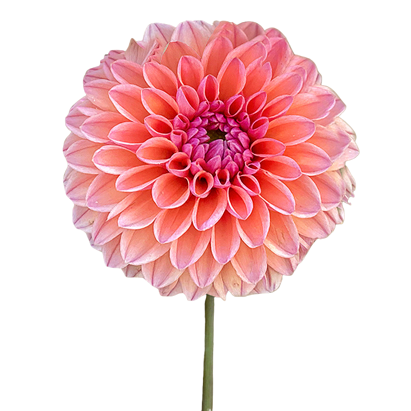 Dahlia