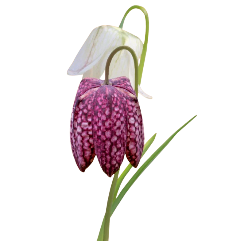 Fritillaria