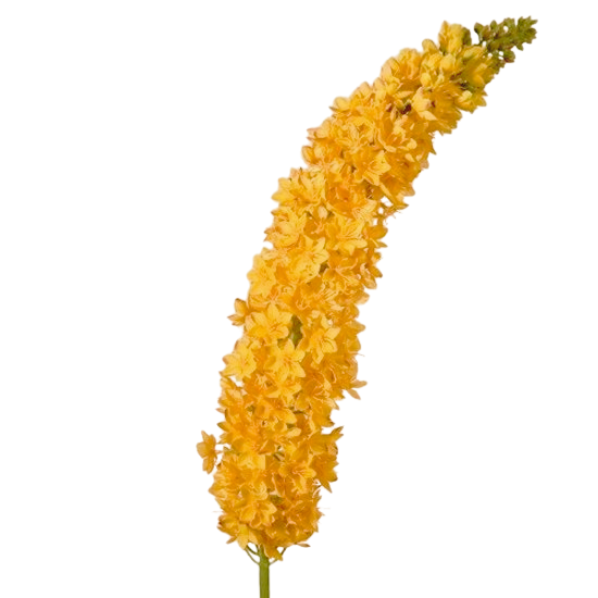 Overige voorjaarsbloeiers