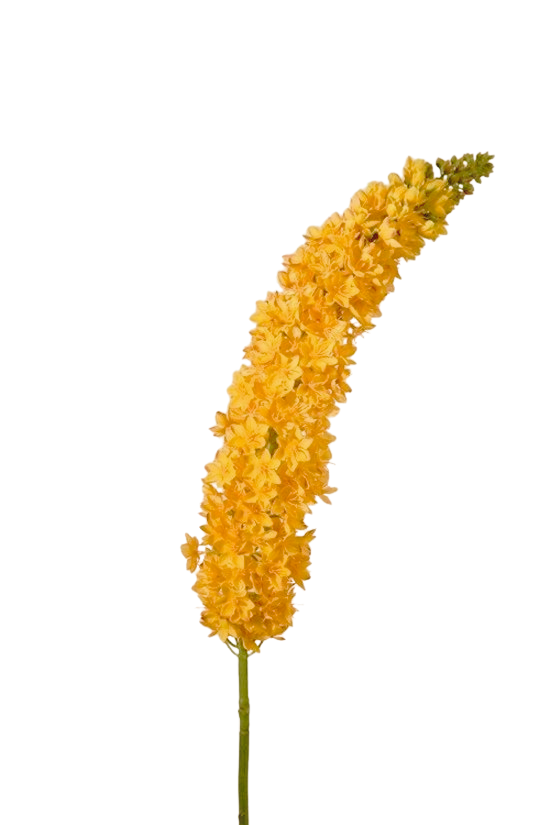 Overige voorjaarsbloeiers