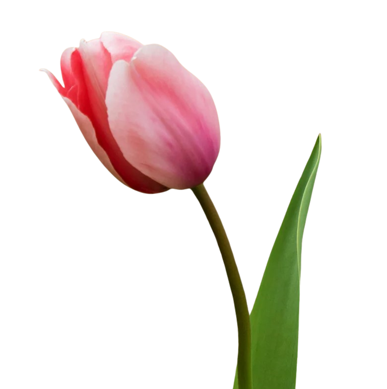 Tulpen