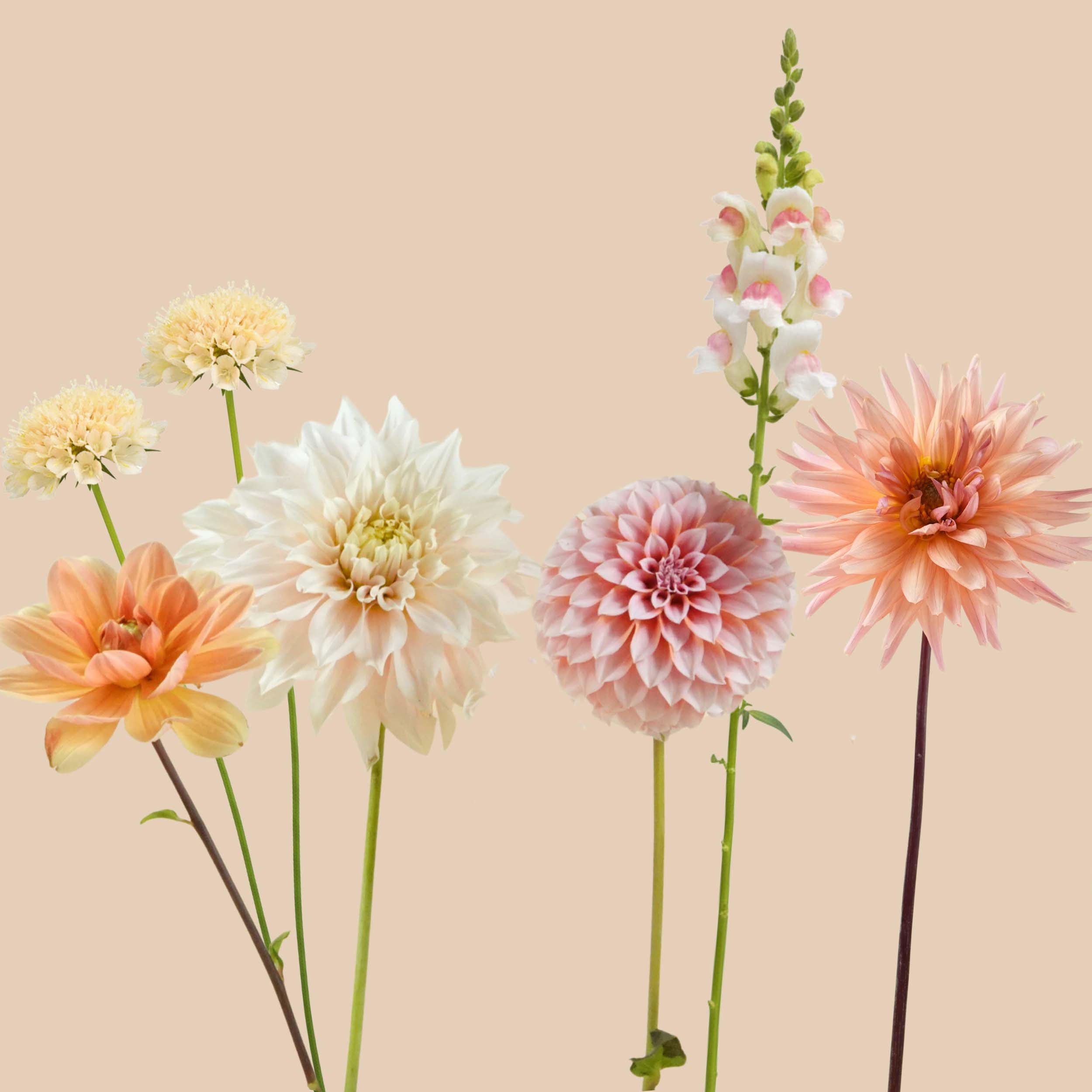 A Peachy Summer - 1m²