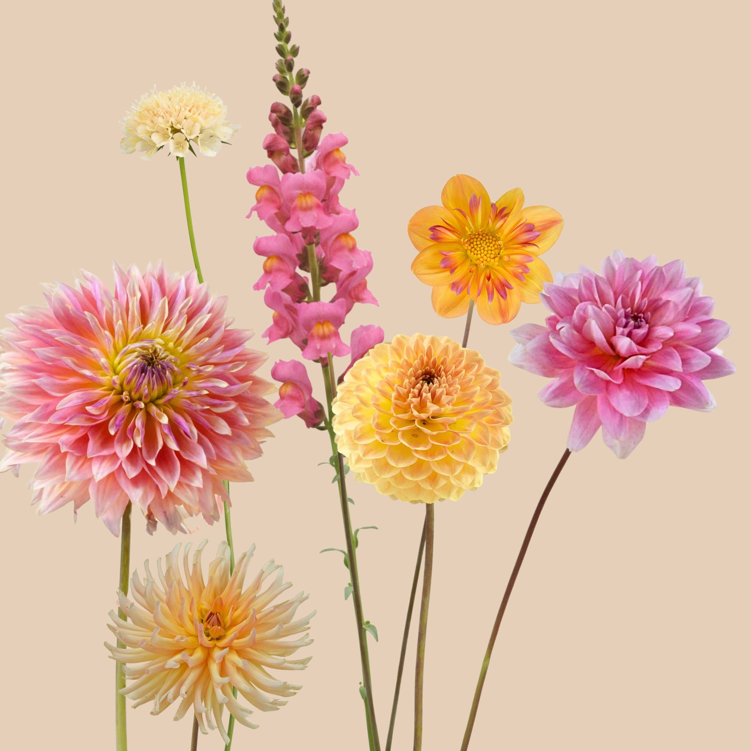 A Unicorn Forest - 1m²