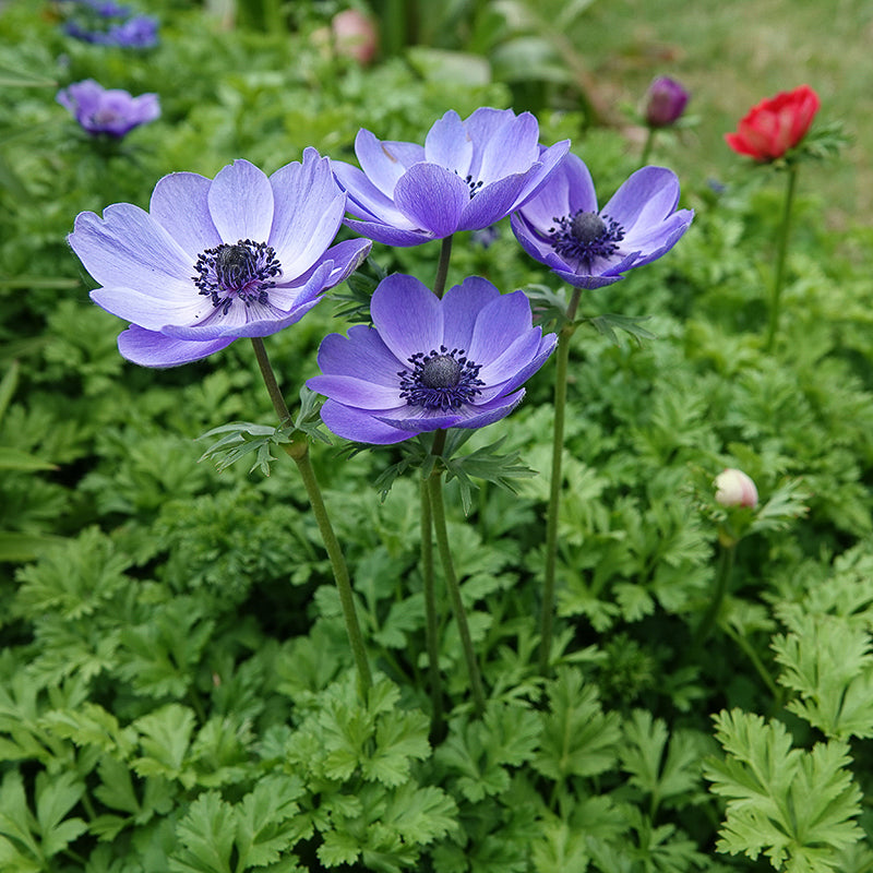 Coronaria Mr. Fokker