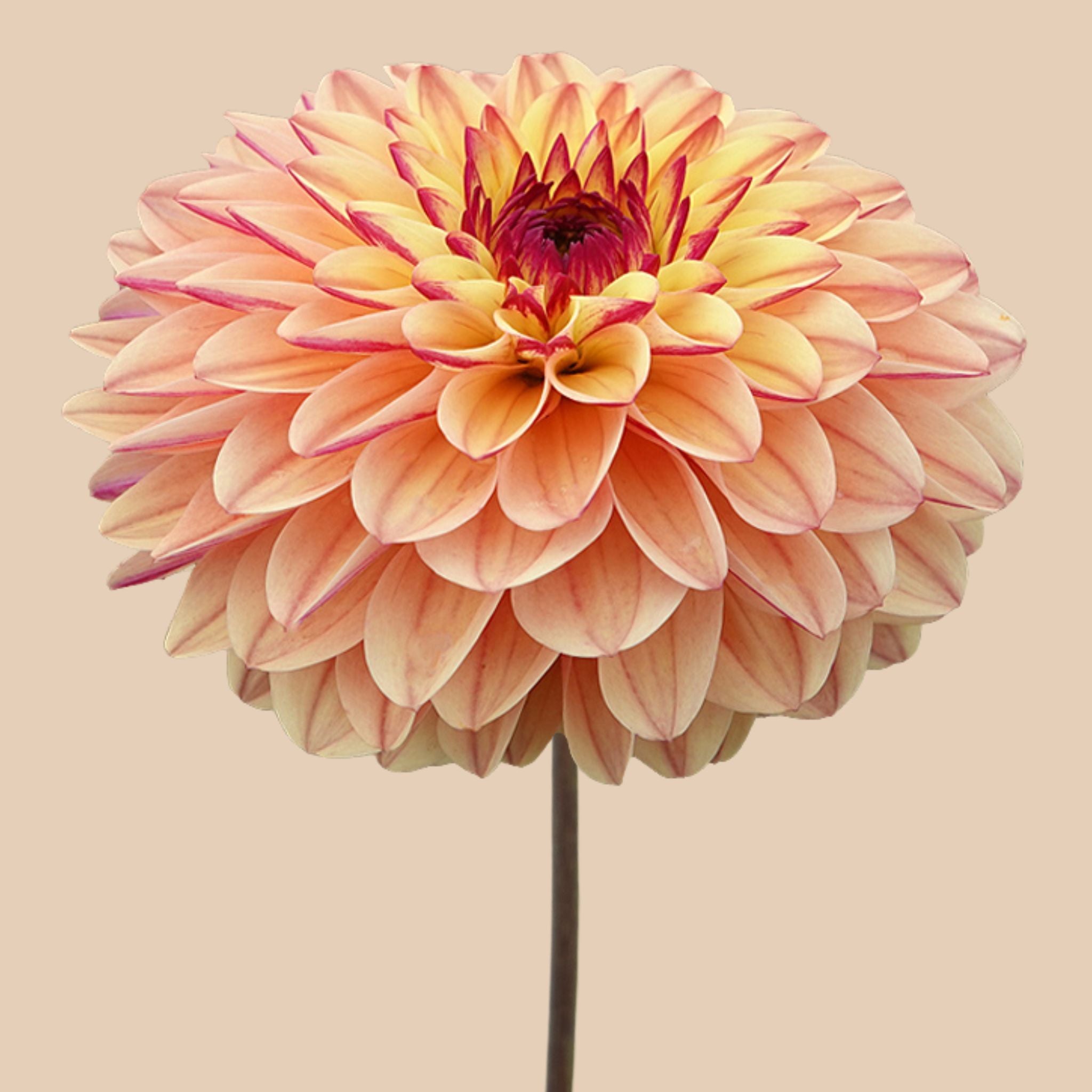 Dahlia ‘Dear Alexander’ | Nieuwe dahlia in botergeel met pruimkleurig ...