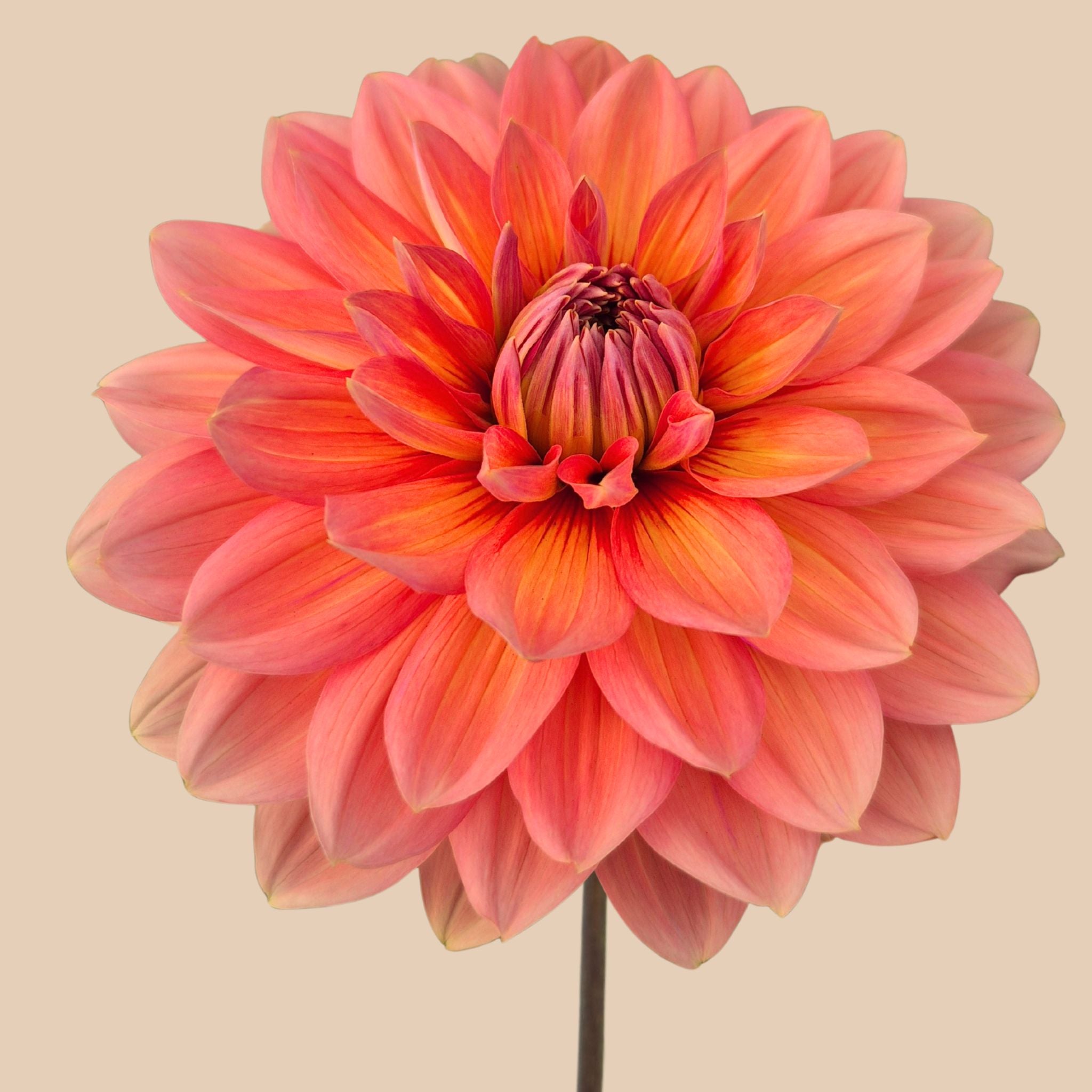 DahliaNicholas.jpg?v=