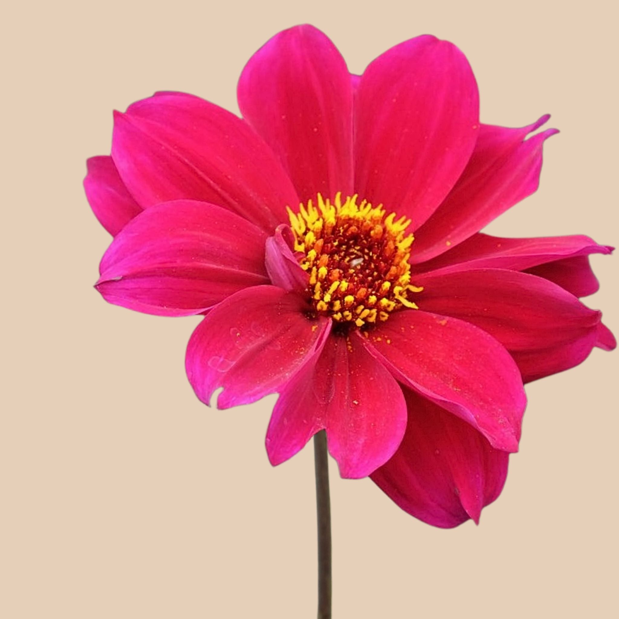 Bishop of Canterbury