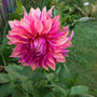 Dahlia Penhill Dark Monarch