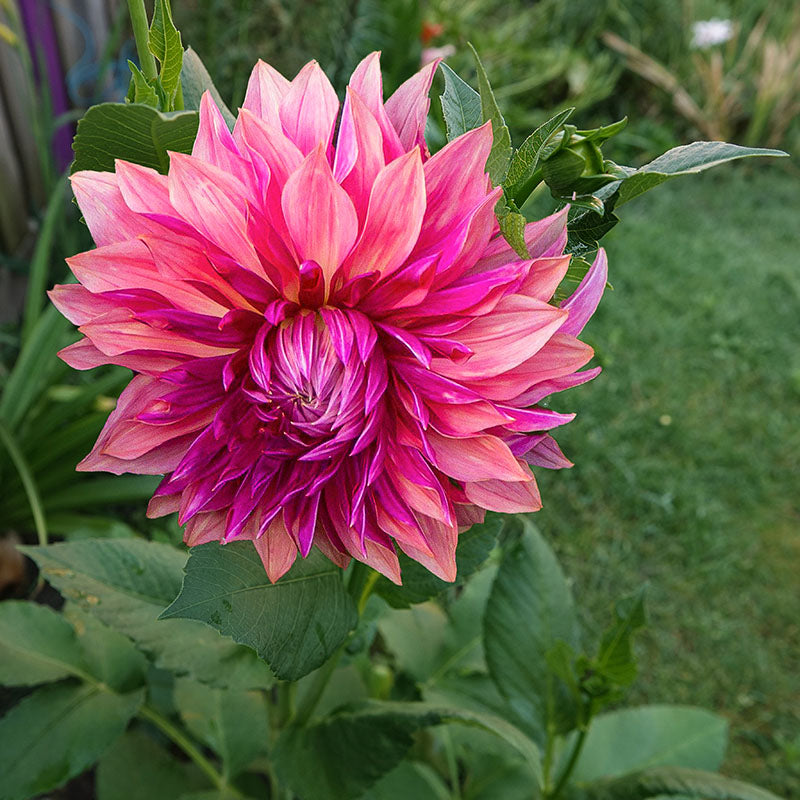 Dahlia Penhill Dark Monarch