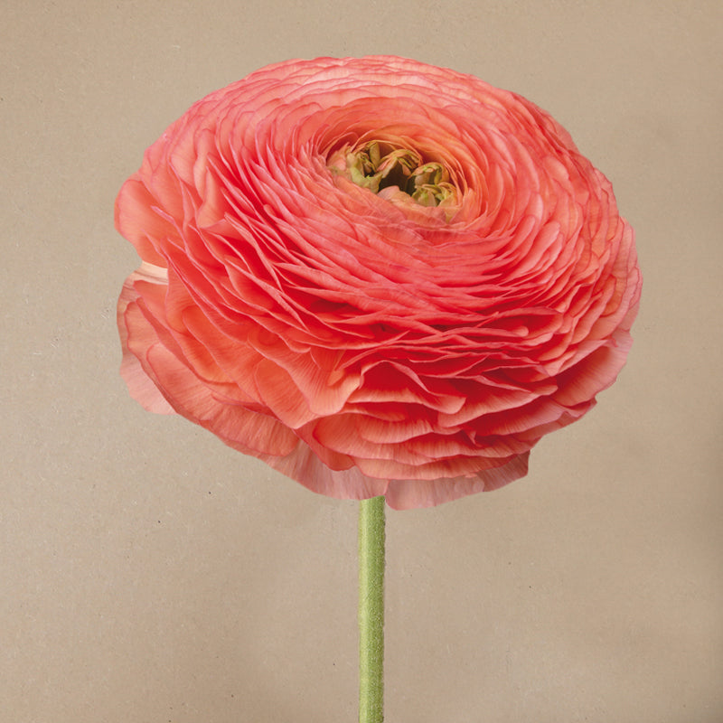 Elegance® Salmon Peach