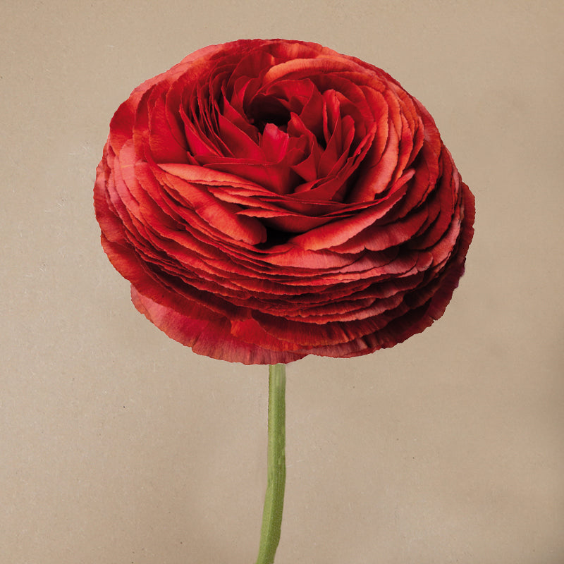 Elegance®Ciocciolato