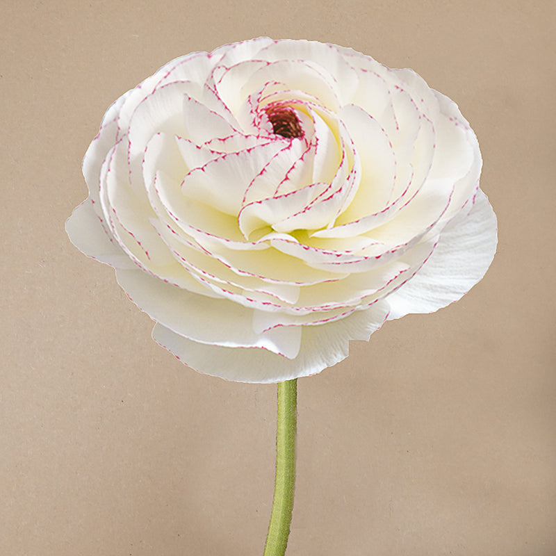 Elegance® Bianca Striato