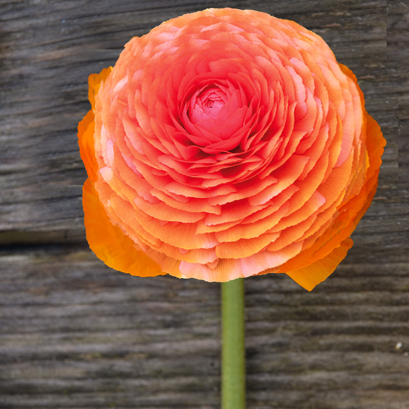 Elegance® Clementine