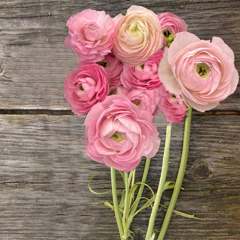 Elegance® Rosa Chiaro