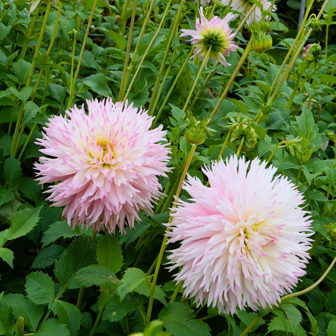 Dahlia ‘Nadia Ruth’ | Fluffy cactusdahlia in pastelroze – The Blooming ...