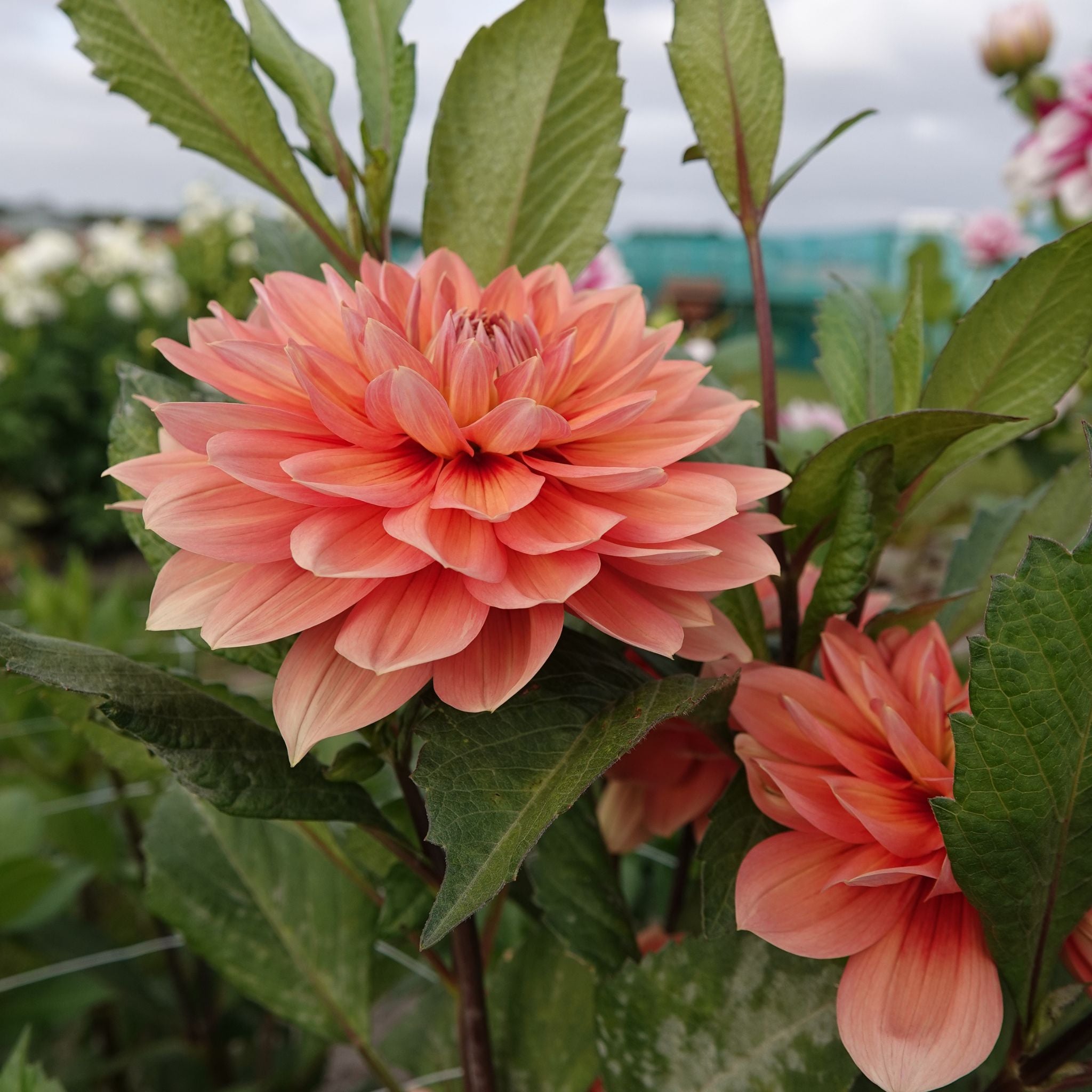 Dahlia 'Nicholas' | Waterlelie dahlia in zalm en koper – The