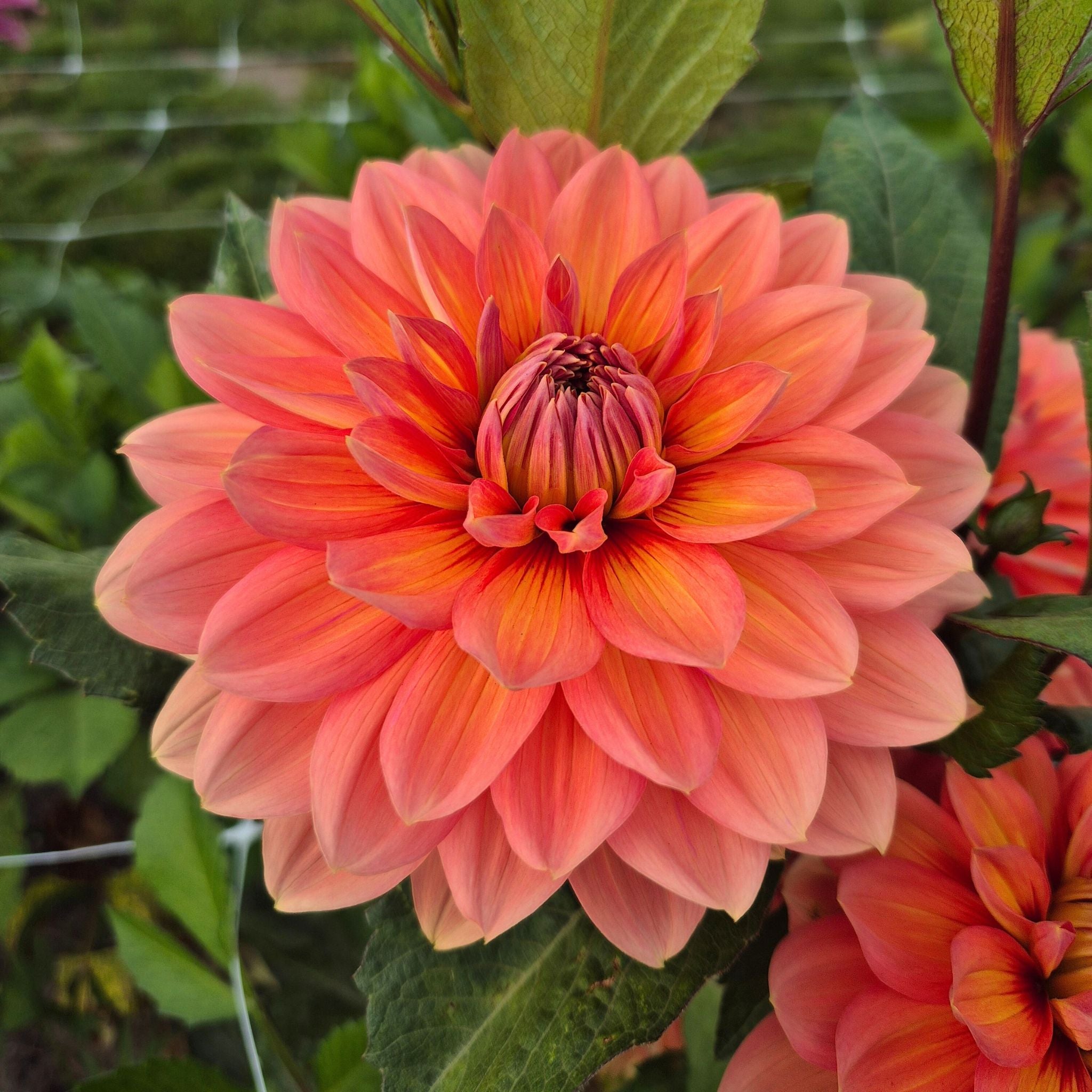 Dahlia 'Nicholas' | Waterlelie dahlia in zalm en koper – The