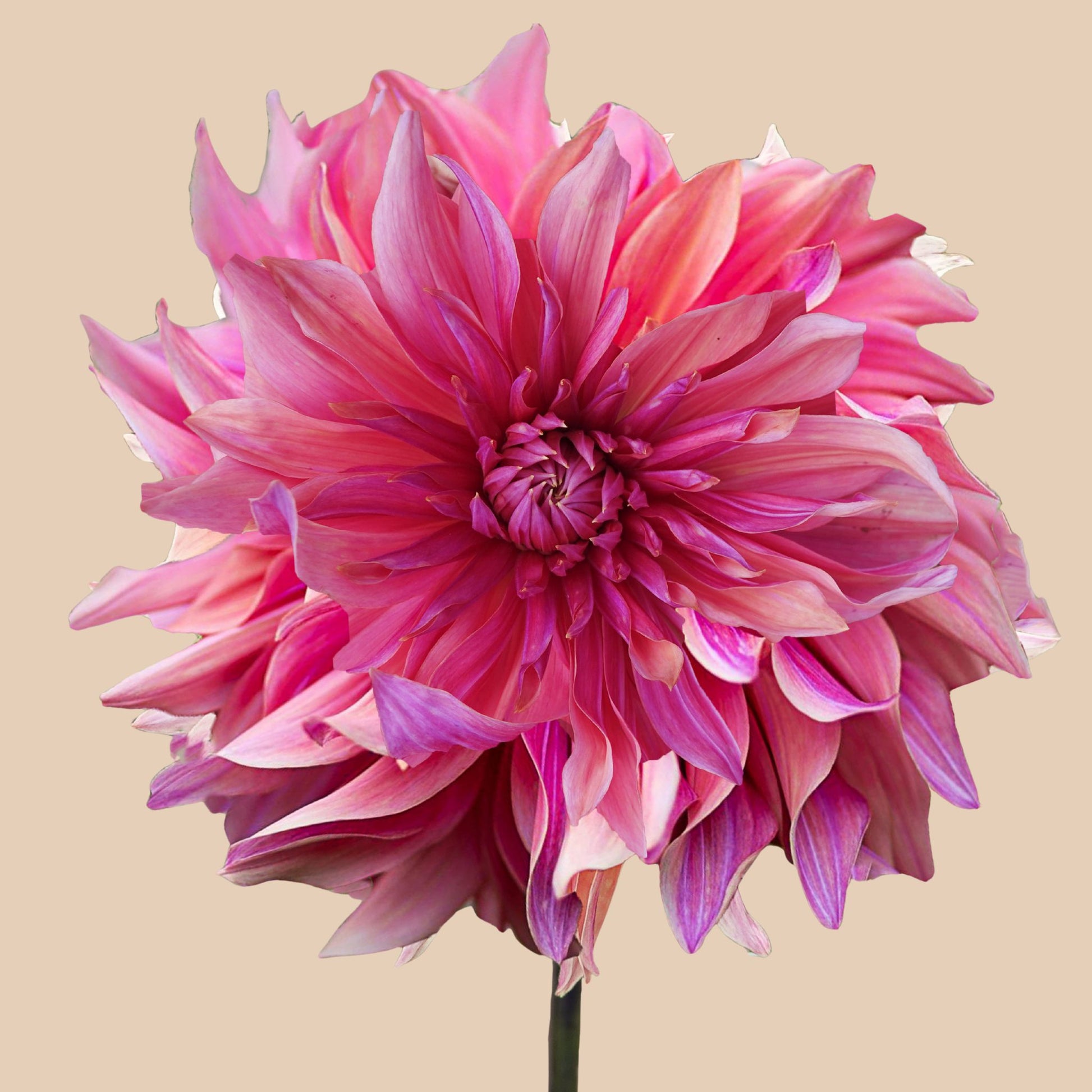 Penhill Dark Monarch