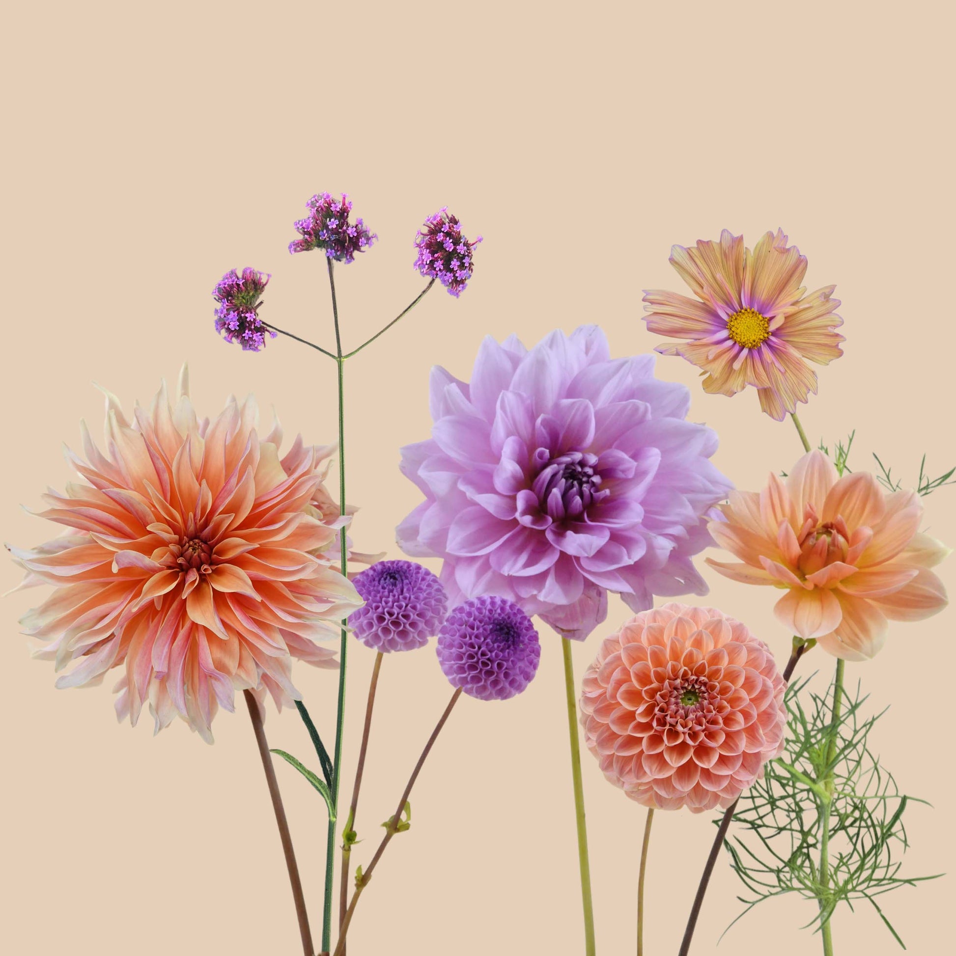 The Apricot & Lavender Collection - 1m²