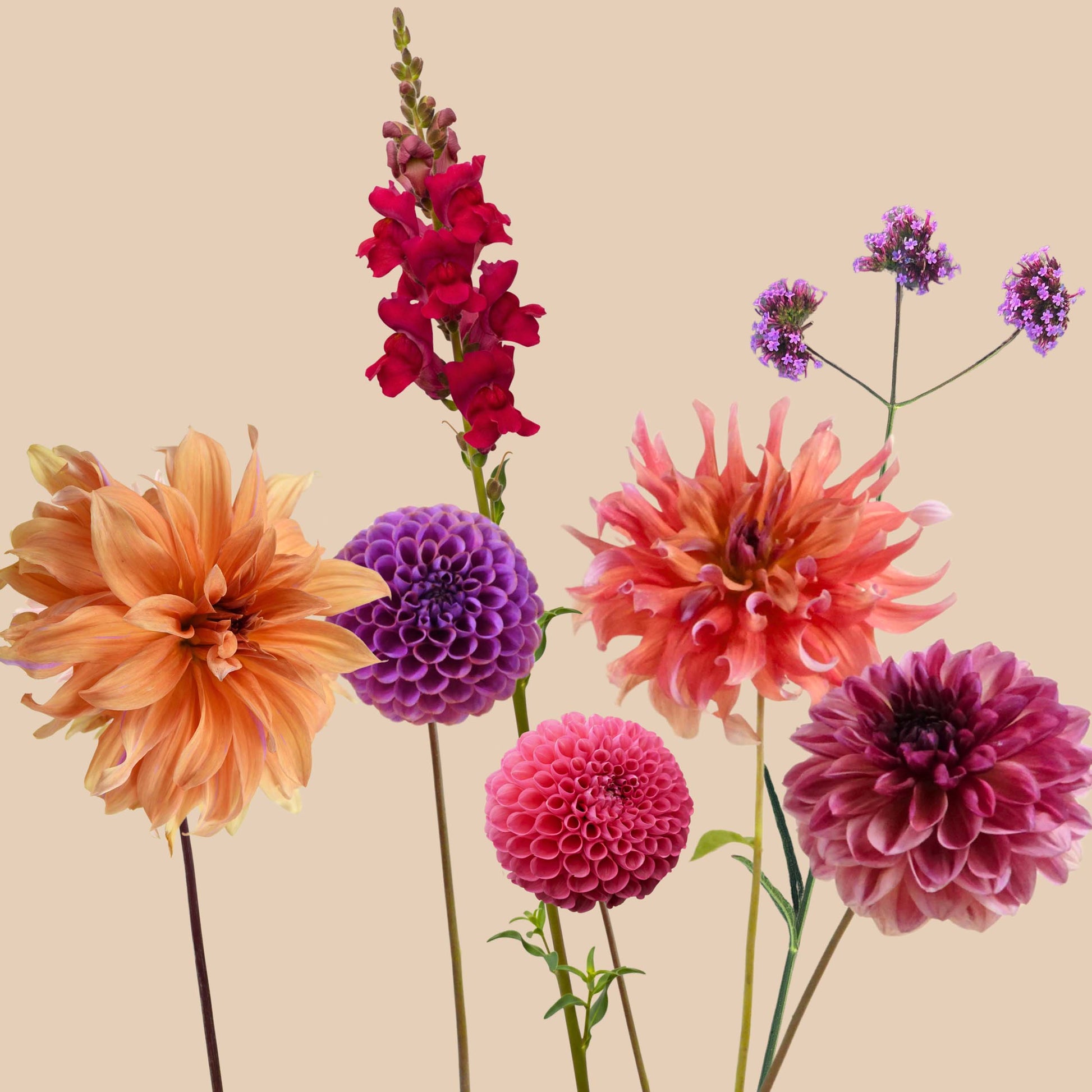 The Be Bold Collection - 1m²