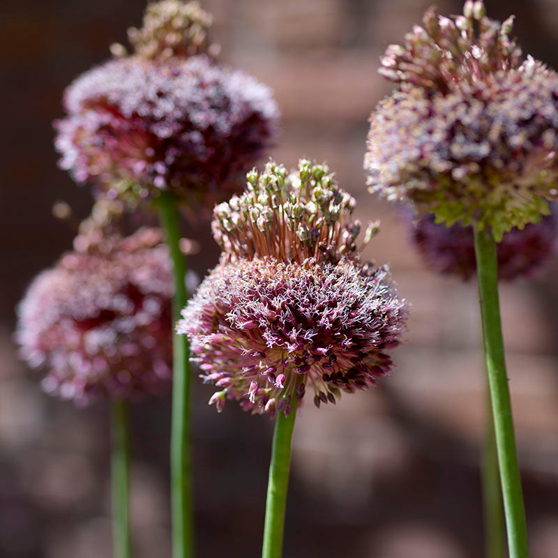 Forelock – The Blooming Company