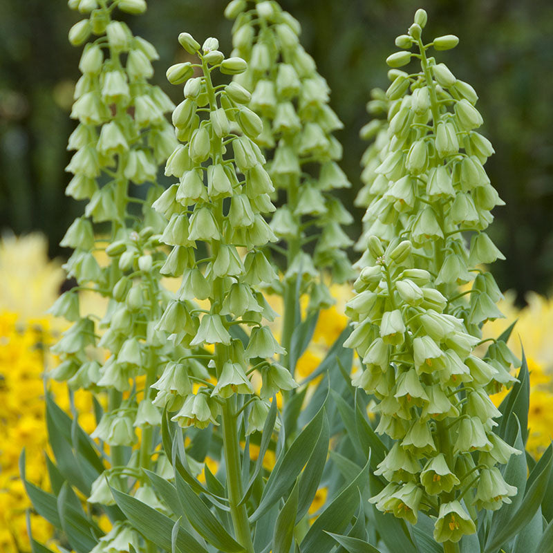 Persica Ivory Bells
