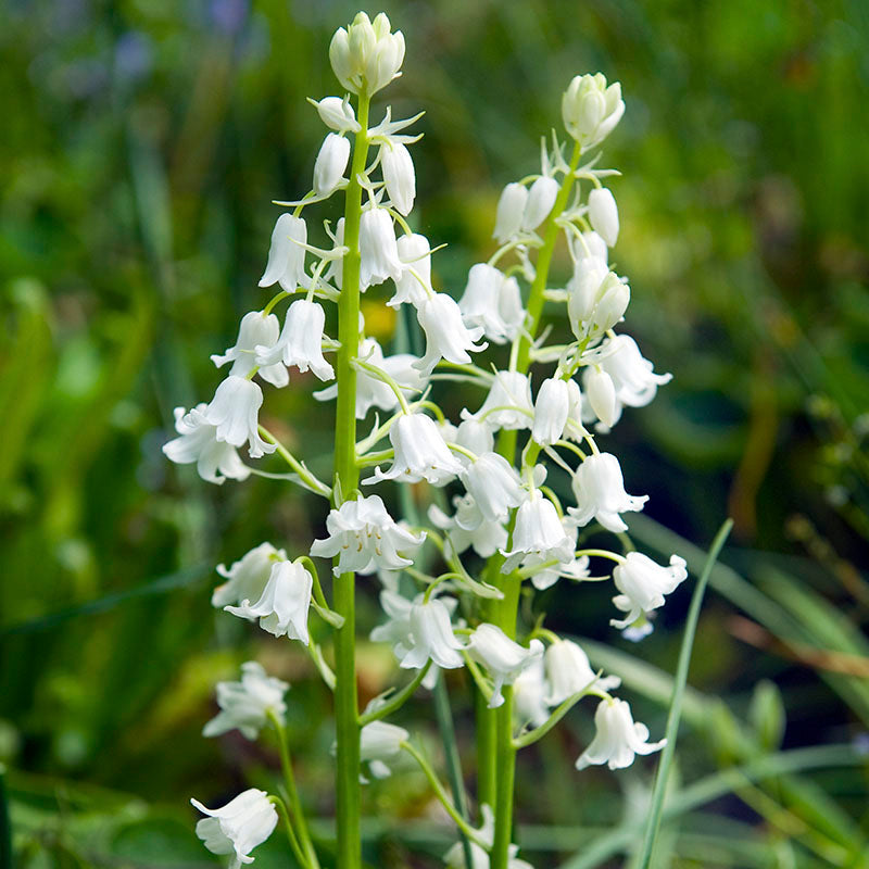 Hyacinthoides white