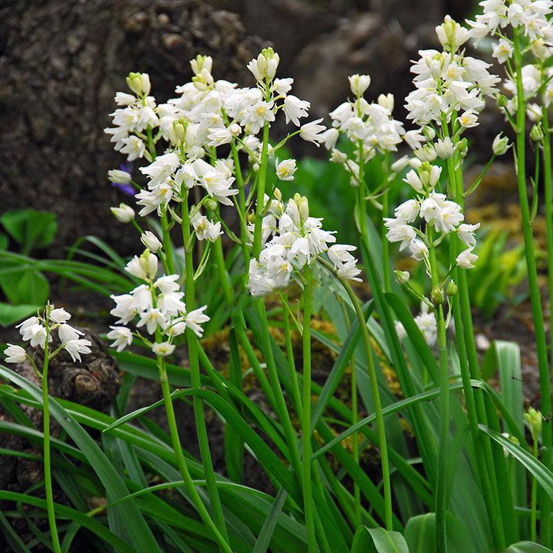 Hyacinthoides white