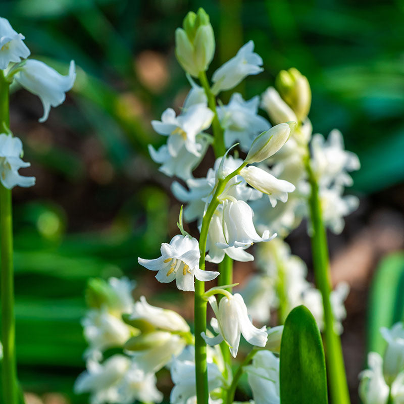 Hyacinthoides white