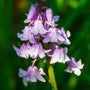 Hyacinthoides roze
