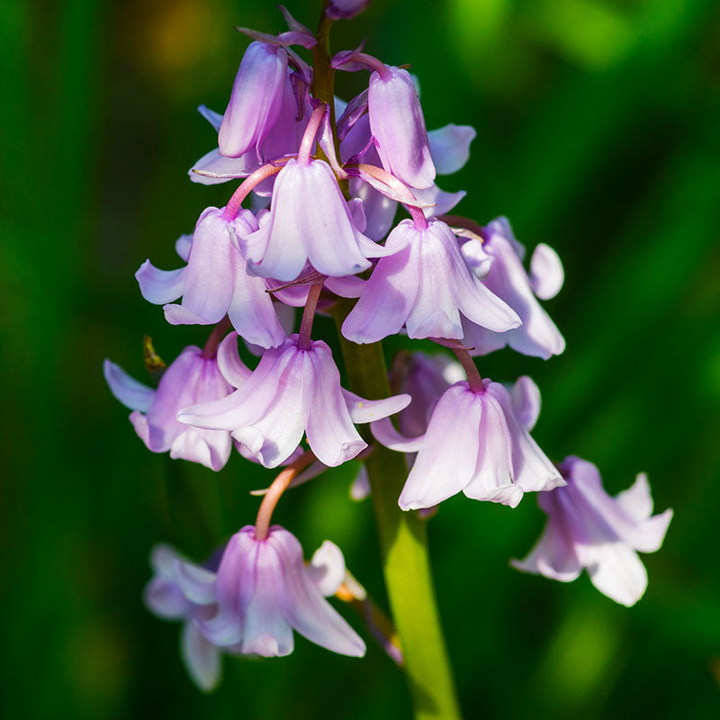 Hyacinthoides roze