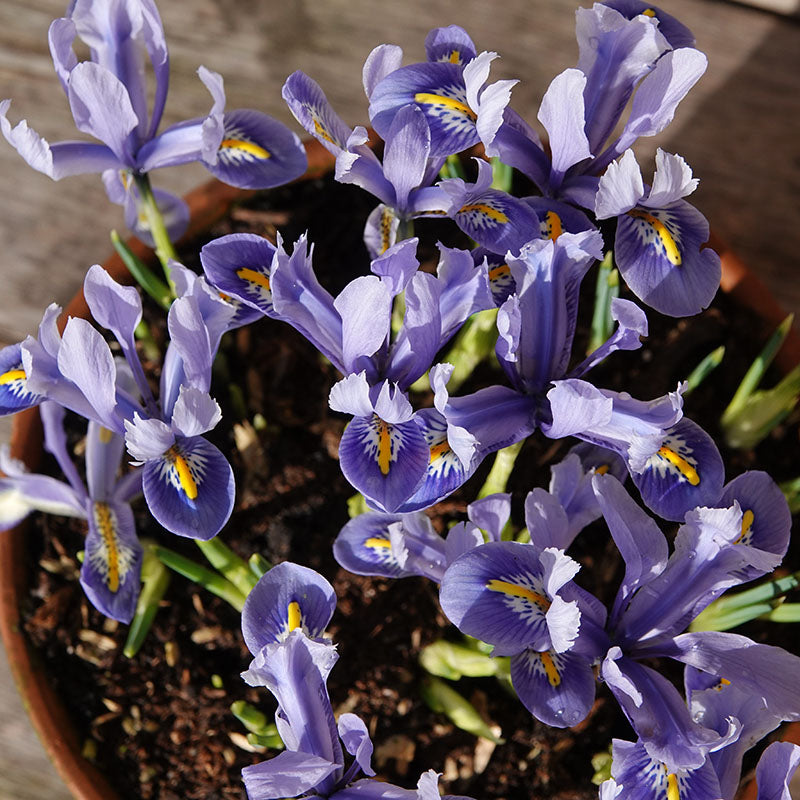 Iris Reticulata blue