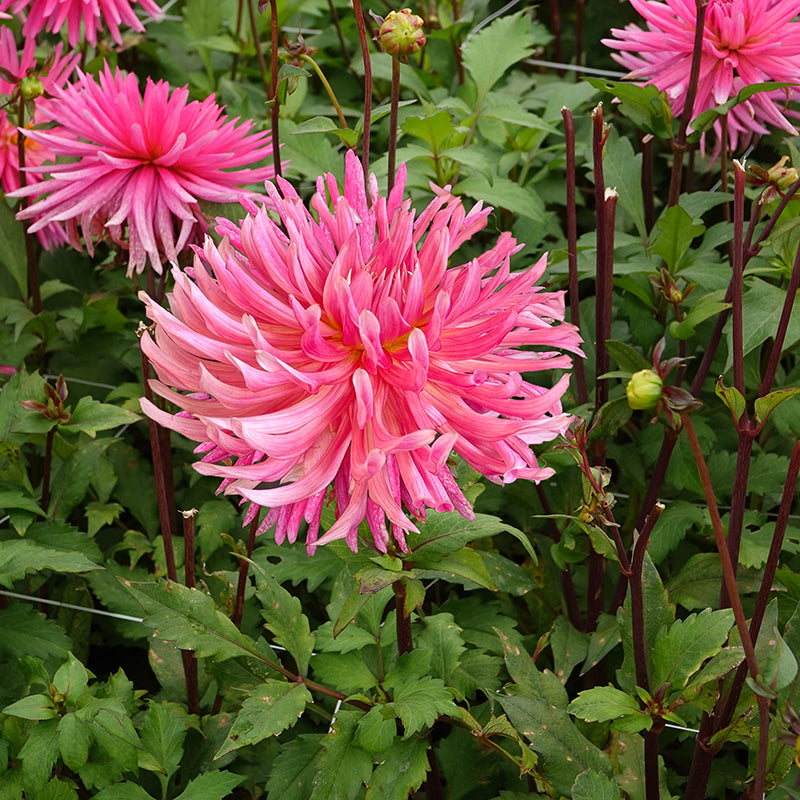 Hollyhill cotton candy