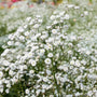 Gypsophila Bristol fairy