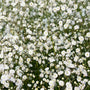 Gypsophila Bristol fairy