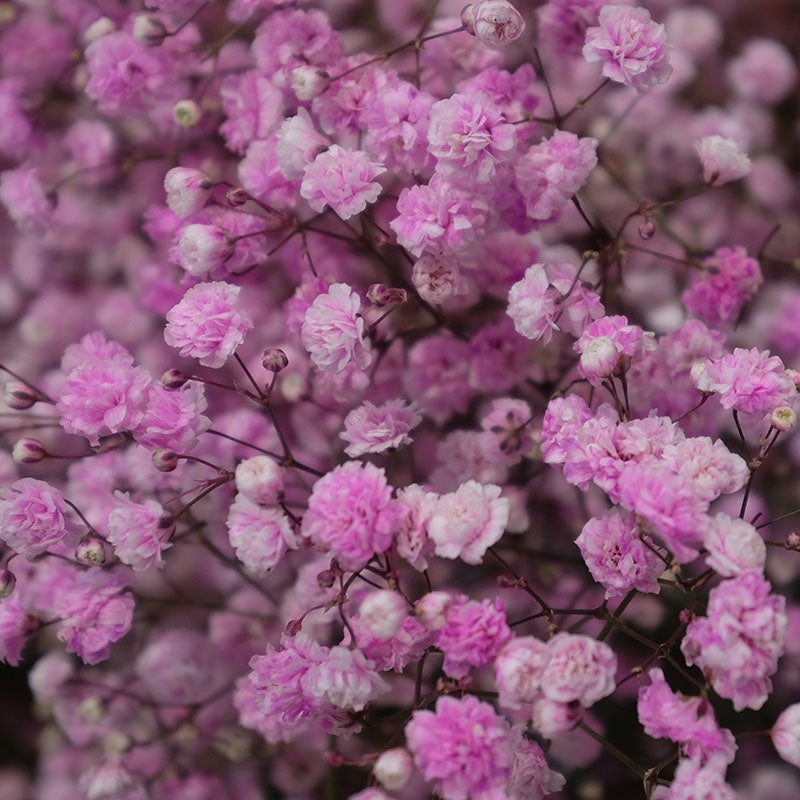 Gypsophila Rosea
