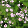 Gypsophila Rosea