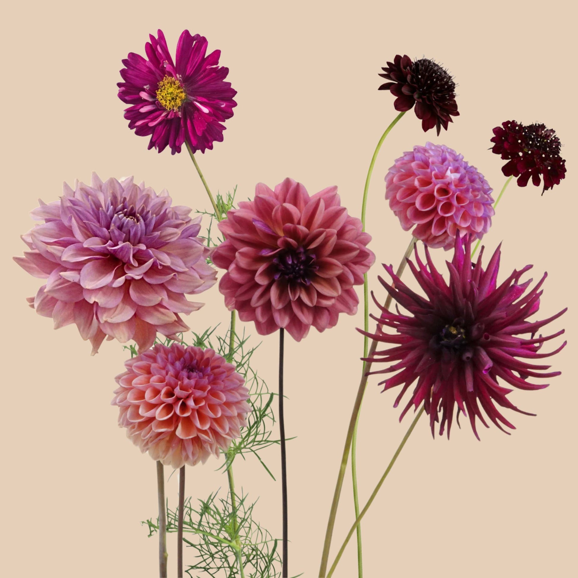 The Berry Forest - 1m²