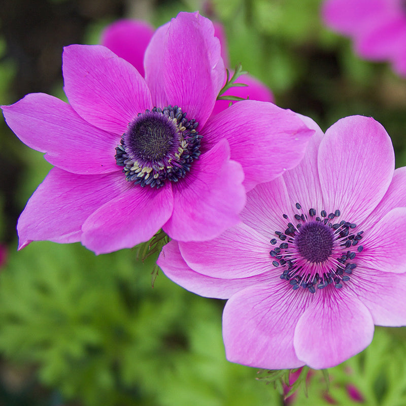 coronaria 'Sylphide'